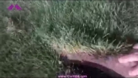 نحوه برد چمن آماده برای فرش کردن مناظر با دستگاه برش لایه چمن اتوماتیک نحوه برد چمن آماده برای فرش کردن مناظر با دستگاه برش لایه چمن اتوماتیک