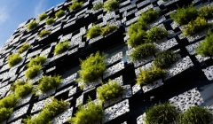 بازیگران سبز-کنگو کوما(پروژه26)