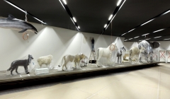 موزه تاریخ نظامی-دنیل لیبسکیند(پروژه17) موزه تاریخ نظامی-دنیل لیبسکیند(پروژه17)